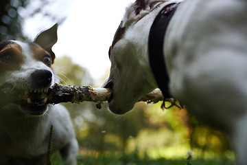 Image showing Jack russells fight over stick