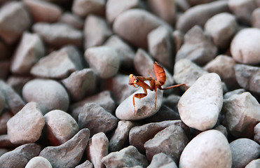 Image showing The little brown mantis