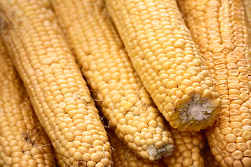 Image showing Young corn cobs 