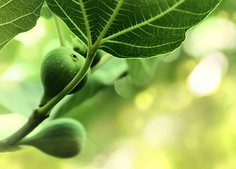 Image showing Figs on the branch