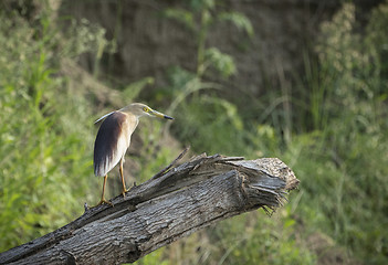 Image showing Indian pond heron or paddybird, Ardeola grayii 