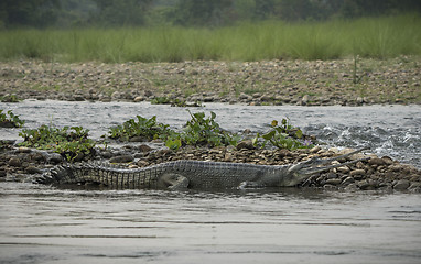 Image showing gharial or false gavial on the river bank