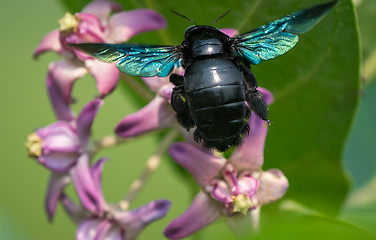 Image showing Xylocopa valga or carpenter bee on Apple of Sodom flowers