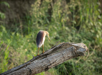 Image showing Indian pond heron or paddybird, Ardeola grayii 