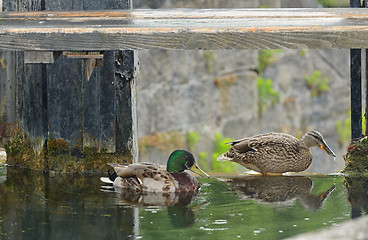 Image showing Mallard Duck Couple on lake