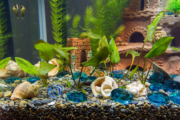 Image showing Newly planted shrubs of cryptocoryn in a new aquarium