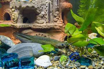 Image showing Sludge flies among shelters in a freshwater aquarium