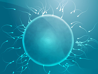 Image showing Egg fertilization illustration