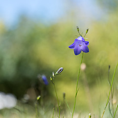 Image showing Blue Bell closeup