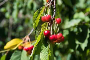 Image showing Red cherries on a branch