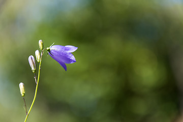 Image showing Blossom Bluebell and buds