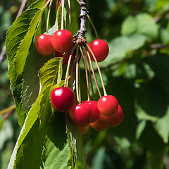 Image showing Bunch of ripe cherries closeup