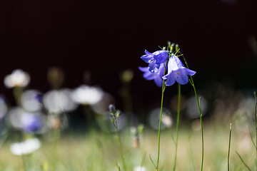 Image showing Bluebells bunch by a dark background