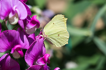 Image showing Yellow butterfly closeup