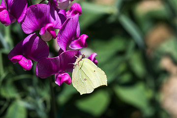 Image showing Brimstone butterfly closeup