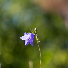 Image showing Sunlit single Bluebell closeup