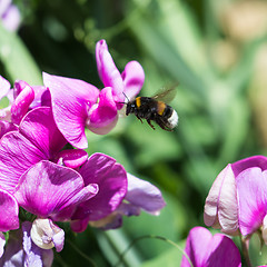 Image showing Bumble Bee on a flower