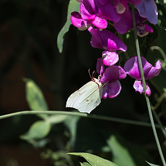 Image showing Brimstone butterfly on a flower