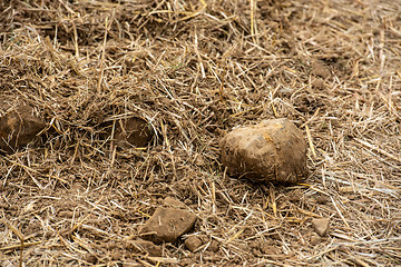 Image showing Harvested corn field