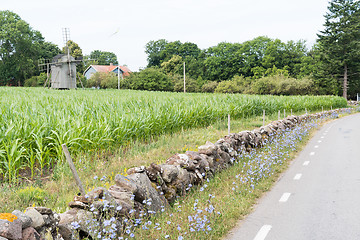 Image showing Chicory flowers by roadside