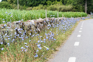 Image showing Roadside with Chicory flowers