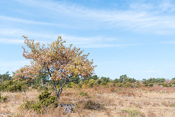 Image showing Brown dry landscape