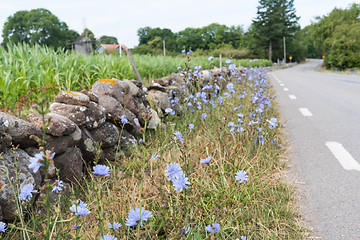 Image showing Beautiful roadside with blue flowers