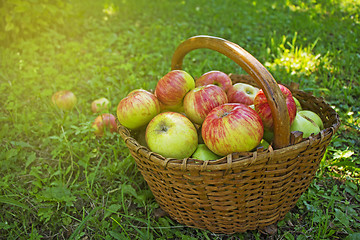 Image showing Freshly picked apples in the wooden basket on green grass