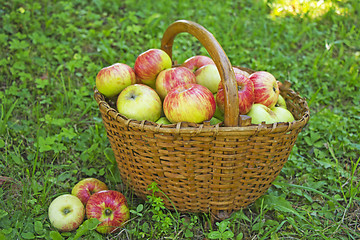 Image showing Freshly picked apples in the wooden basket on green grass