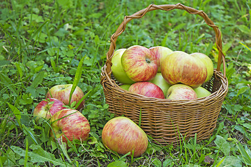 Image showing Freshly picked apples in the wooden basket on green grass