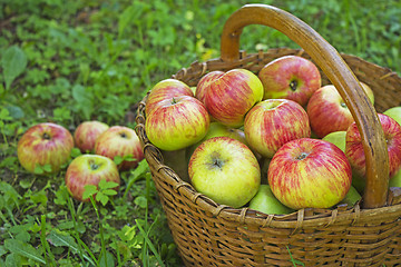 Image showing Freshly picked apples in the wooden basket on green grass