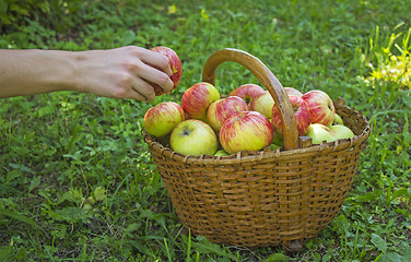 Image showing Girl picked apples in a wooden basket