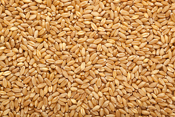 Image showing Wheat grain