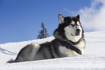 Image showing Dog husk outdoors lies on the snow