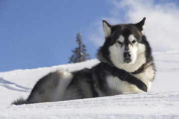 Image showing Dog husk outdoors lies on the snow