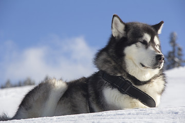 Image showing Dog husk outdoors lies on the snow