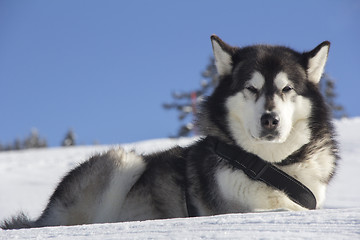 Image showing Dog husk outdoors lies on the snow