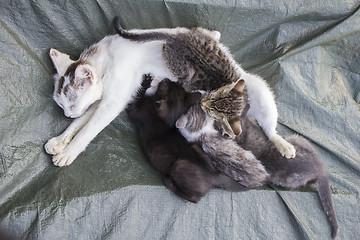 Image showing White cat with four little kittens