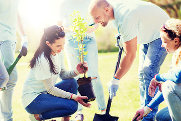 Image showing group of volunteers planting tree in park