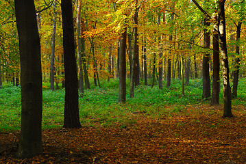 Image showing Fall in forest