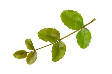 Image showing Mahonia leaf on white