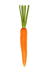 Image showing One Carrot on White Background