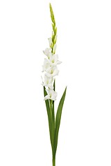 Image showing White gladiolus flower