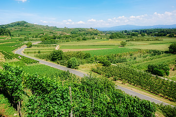 Image showing vineyard scenery at Ihringen Kaiserstuhl Germany