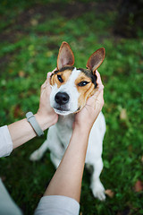 Image showing Crop hands petting dog