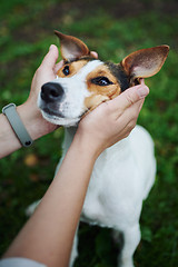 Image showing Crop hands petting dog