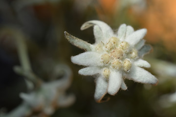 Image showing Edelweiss close up