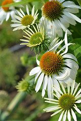 Image showing White coneflowers