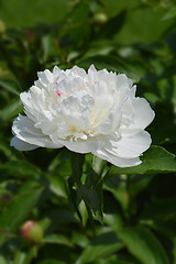 Image showing White peony