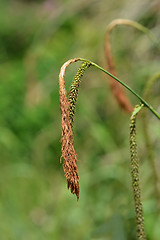 Image showing Pendulous sedge